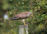 Kestrel