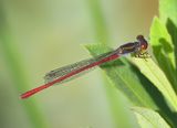 Small Red Damselfly