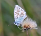 Chalkhill Blue