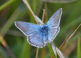 Chalkhill Blue