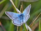 Chalkhill Blue