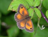 Gatekeeper