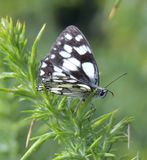 Marbled White