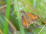 Lulworth Skipper