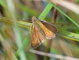 Lulworth Skipper