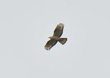 Honey Buzzard