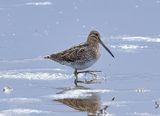 Snipe