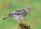 Sparrowhawk