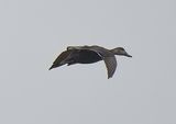 Black Duck
