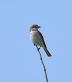 Red-backed Shrike