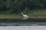 Great White Egret