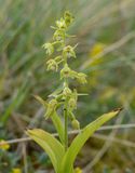 Lindisfarne Helliborine 