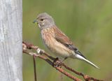 Linnet