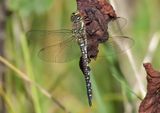 Migrant Hawker