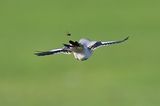 Steppe Grey Shrike