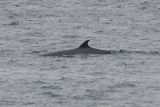 Minke Whale