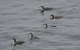 Great-Northern Diver