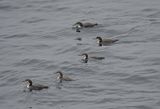 Great-Northern Diver