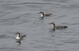 Great-Northern Diver
