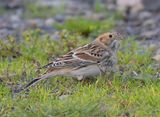 Lapland Bunting