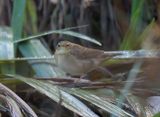Pallass Grasshopper Warbler