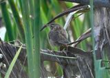 Pallass Grasshopper Warbler