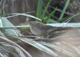 Pallass Grasshopper Warbler
