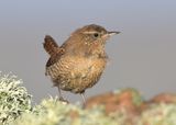 Wren