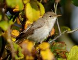 Eastern Olivaceous Warbler