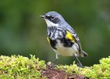 Myrtle Warbler