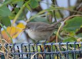 Eastern Subalpine Warbler 