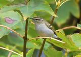 Yellow-browed Warbler