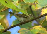 Yellow-browed Warbler