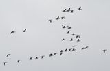 Barnacle Goose