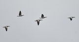 Barnacle Goose