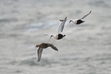 Eider Duck