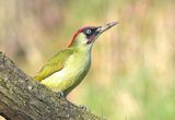 Green Woodpecker