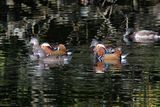 Mandarin