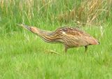 American Bittern