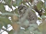 Tengmalms Owl