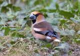 Hawfinch