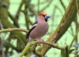 Hawfinch