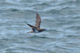 Brown Booby