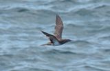 Brown Booby