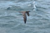 Brown Booby