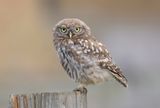 Little Owl