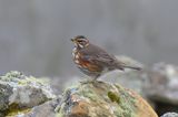 Redwing