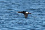 Velvet Scoter