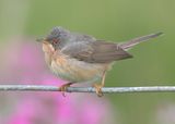 Moltonis Warbler