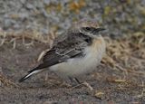 Pied Wheatear